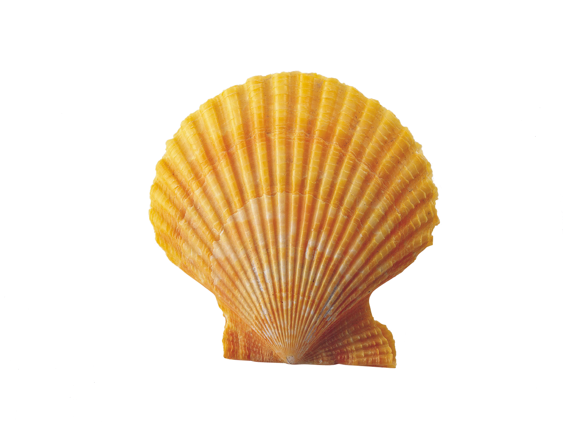 Shell PNG All PNG All