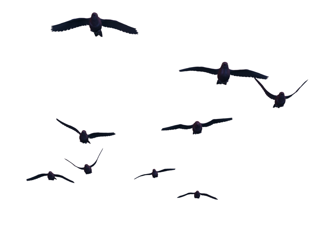 Vogelvrije PNG -afbeelding