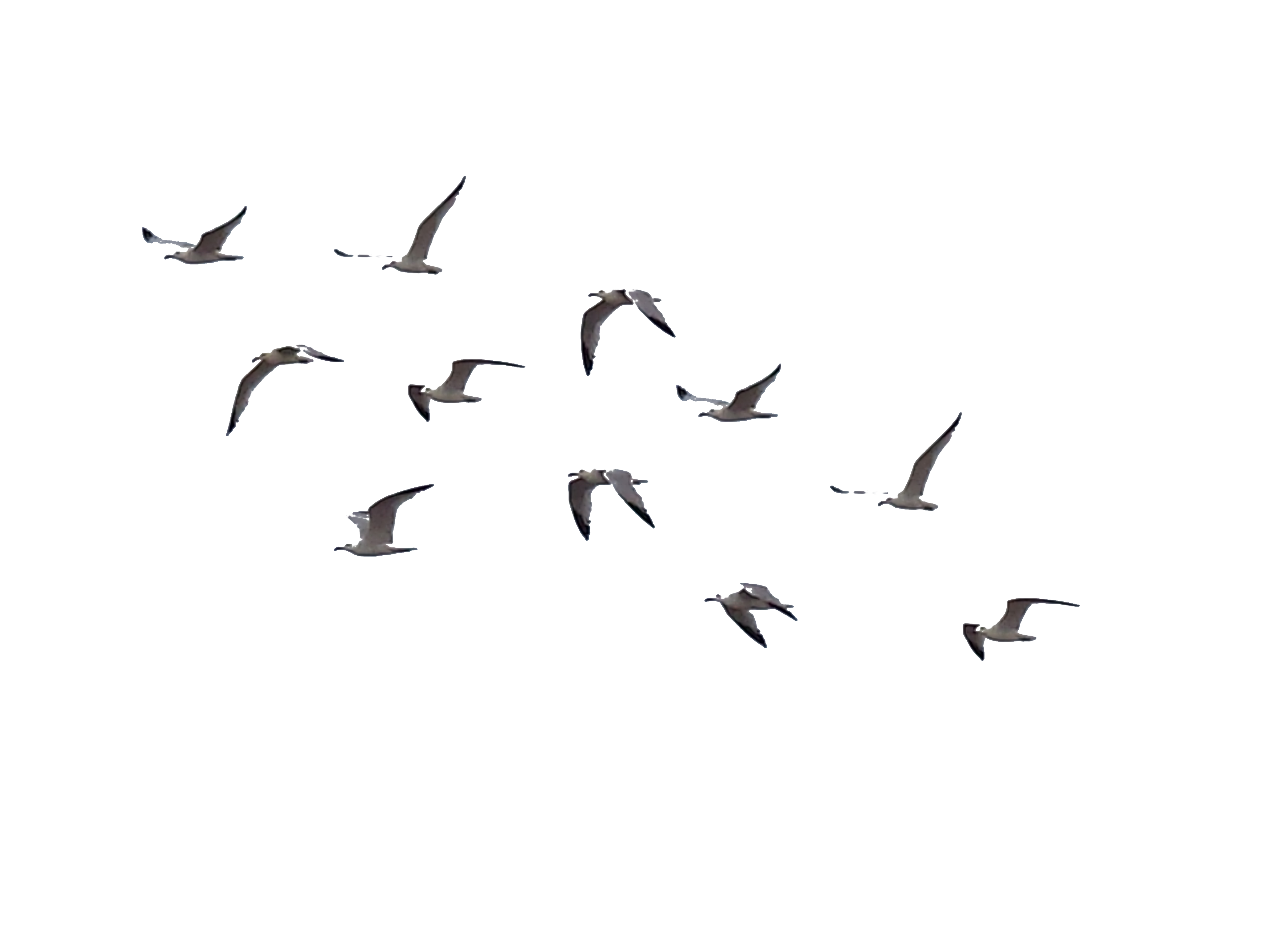Bird Png File Png All Png All