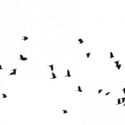 Bird PNG -afbeelding