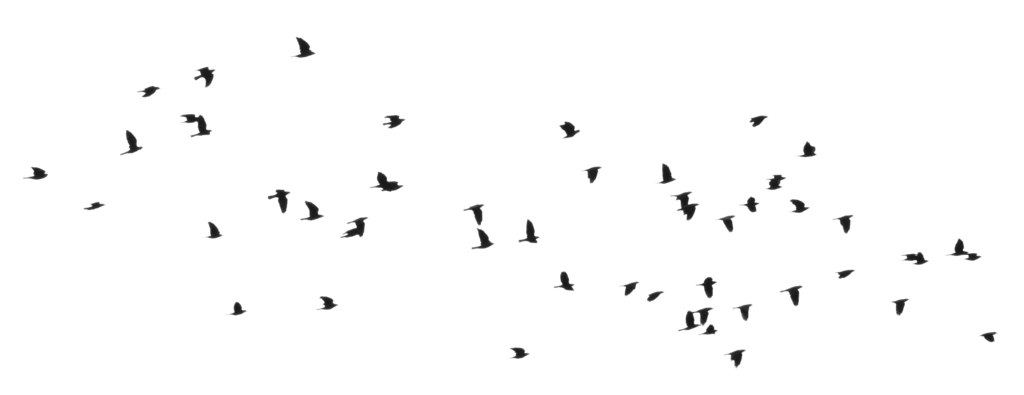 Bird PNG -afbeelding