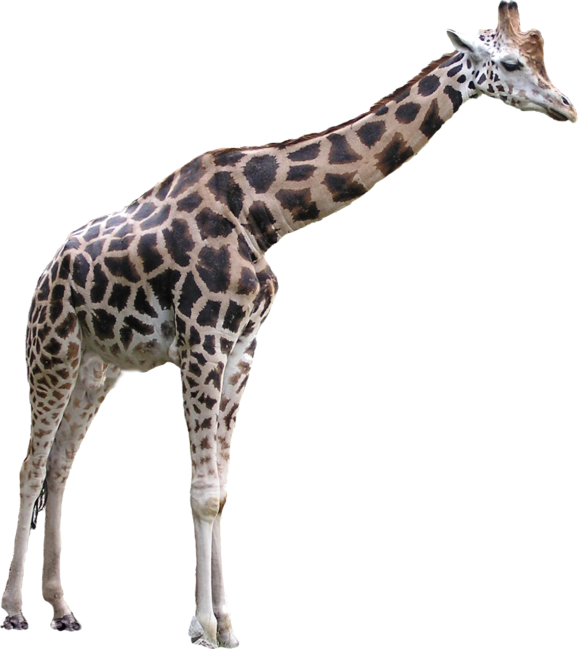 Жираф -бесплатный PNG -изображение