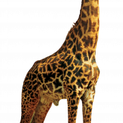 Girafe PNG de haute qualité