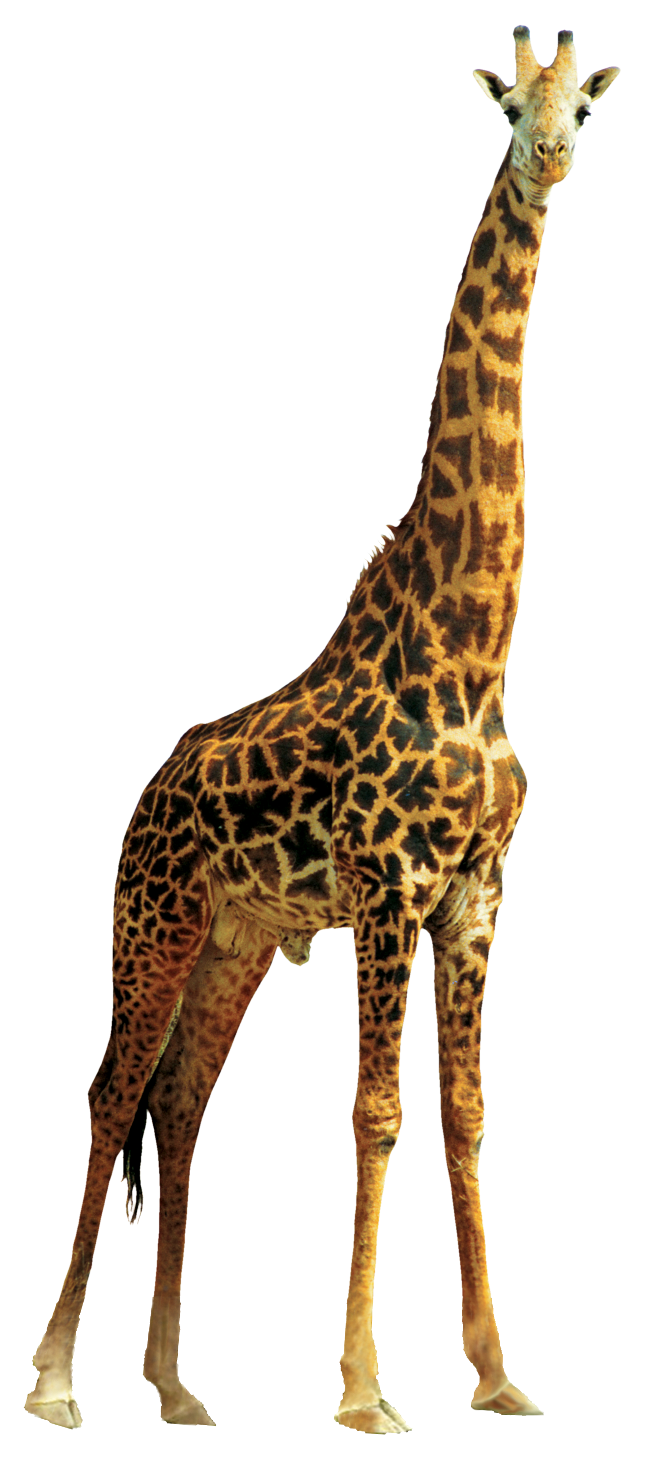 Giraffe Высококачественный PNG