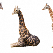 Fichier girafe PNG