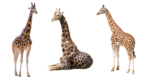Giraffe PNG -файл