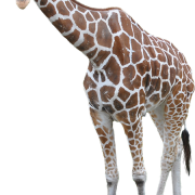 Girafa png hd