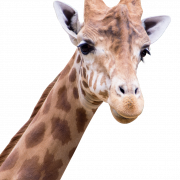 Giraffe PNG -изображения