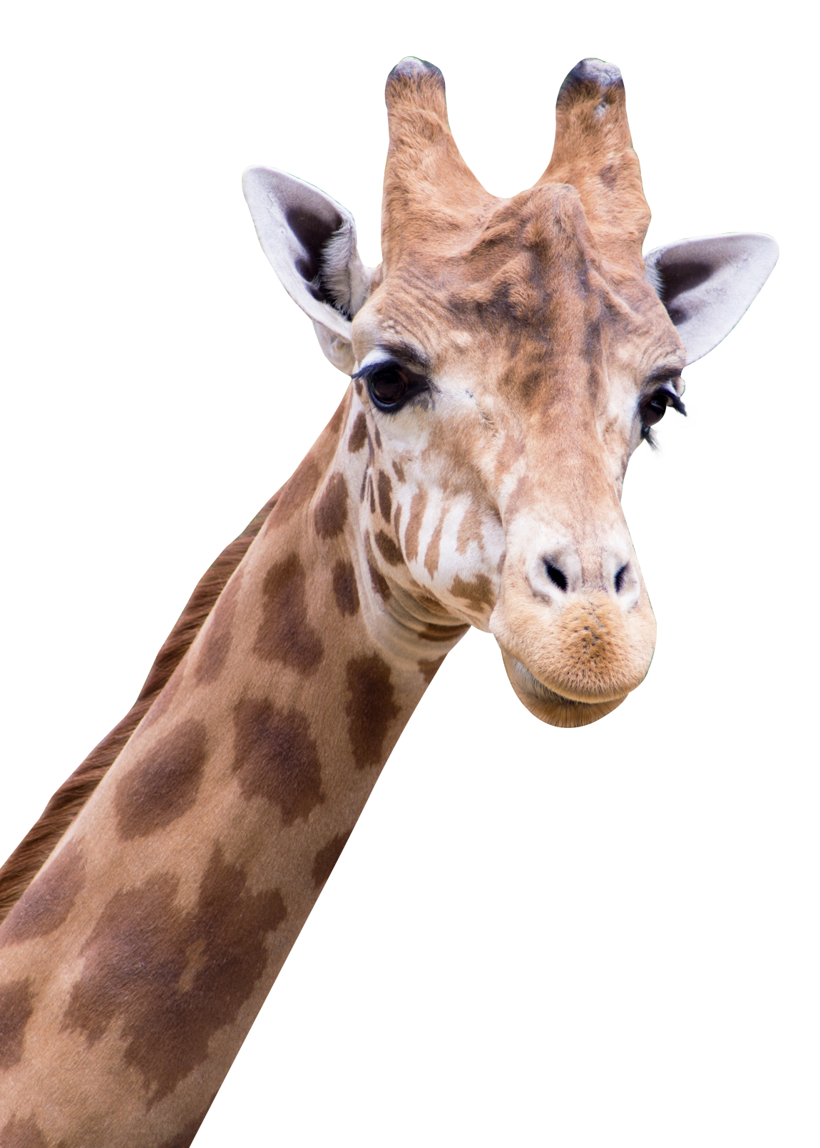Giraffe PNG -изображения