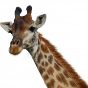 Girafe png pic