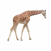 Photo de girafe PNG