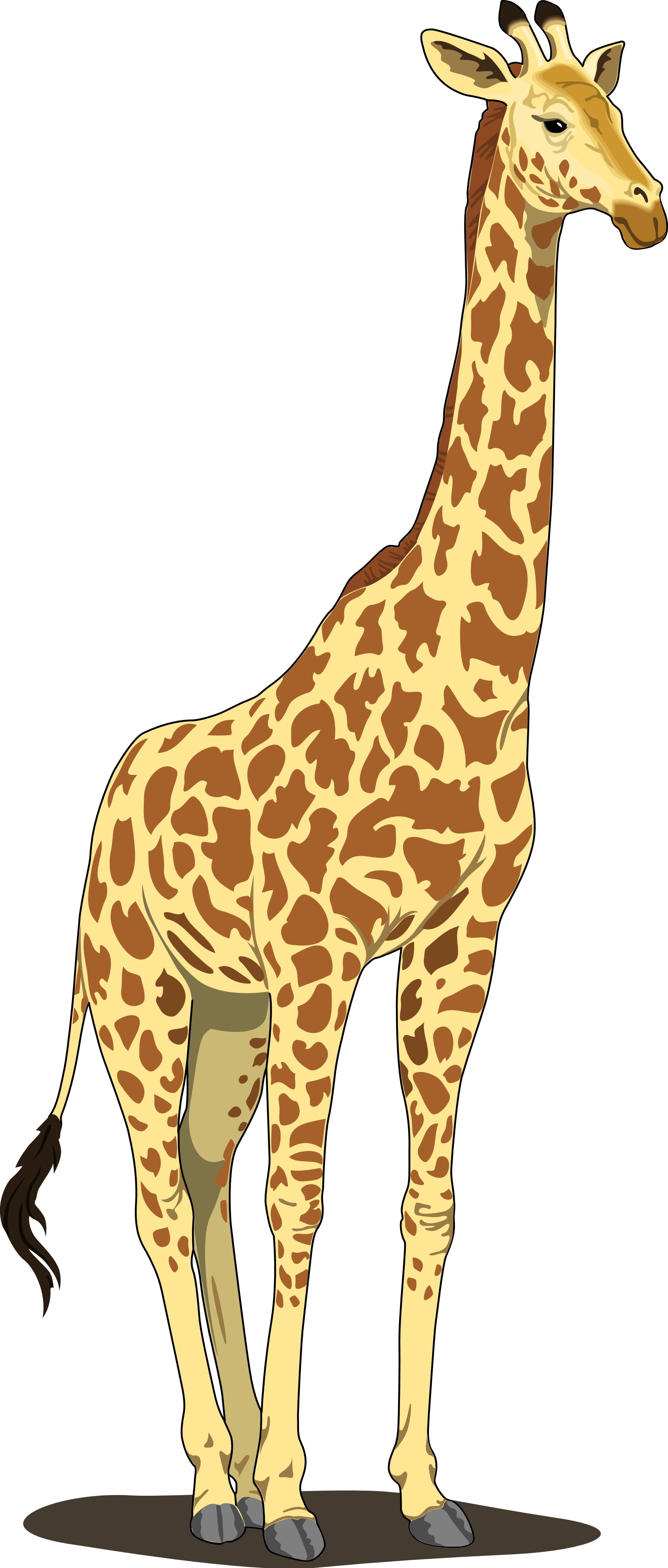 Giraffe Png All Png All