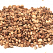 Kenevir Tohumları PNG resmi