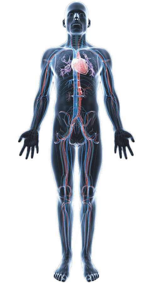 Myologia Sistema Muscular Corpo Humano Baixar Pngsvg Transparente Images