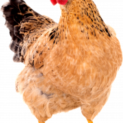 PNG de alta calidad de gallina
