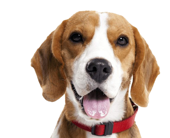 Beagle Dog Png HD Imagen