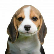 Beagle dog puppy PNG