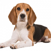 Beagle dog puppy png clipart
