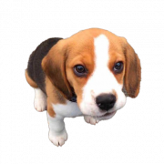 Beagle Dog Puppy PNG -bestand