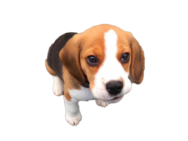 Archivo png de cachorro beagle dog cachorro