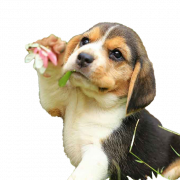 Beagle dog puppy png gratis download