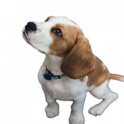 Beagle dog puppy transparant