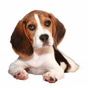 Beagle png gratis download