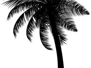 coconut tree, tropical plant, silhouette, botanical illustration, Beach Coconut Tree PNG