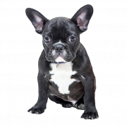 Black French Bulldog Transparent | PNG All
