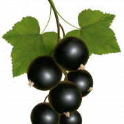 Фрукты черной смородины PNG бесплатное изображение