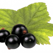 Чернокочелевая фрукты PNG Высококачественное изображение
