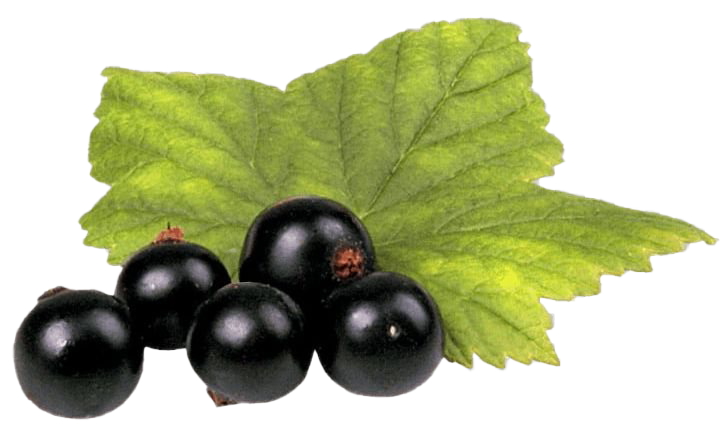 Чернокочелевая фрукты PNG Высококачественное изображение