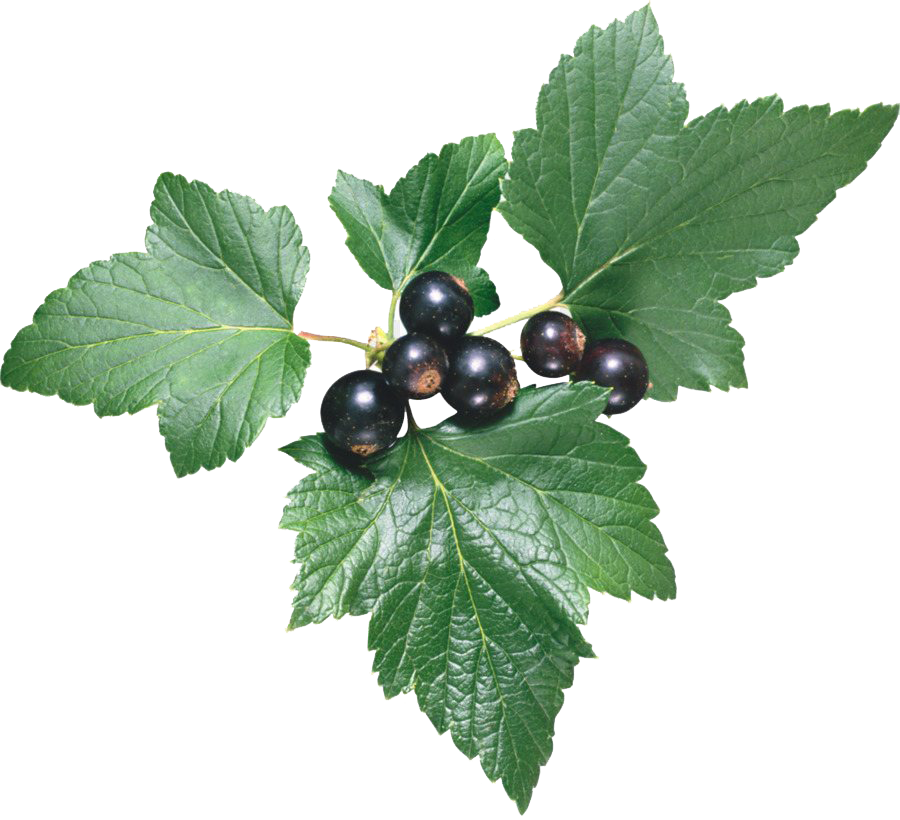 Blackcurrant Fruit PNG Image HD | PNG All