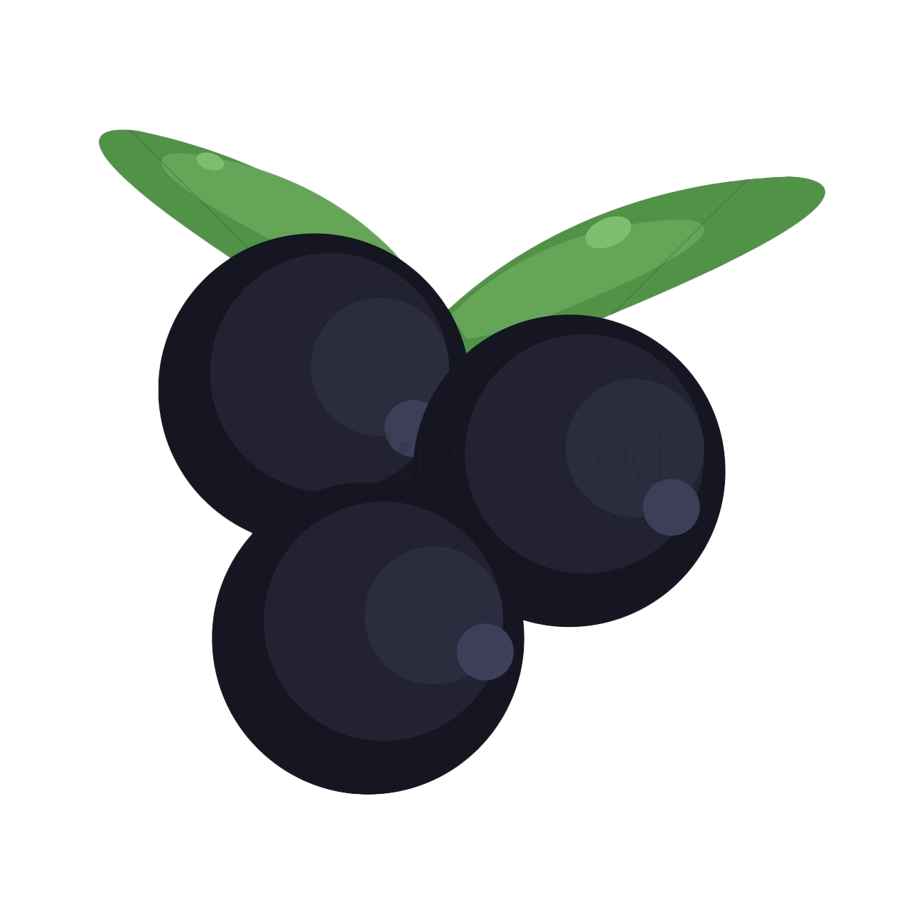 Чернокочелевая фрукты прозрачна