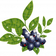 png pic blackcurrant