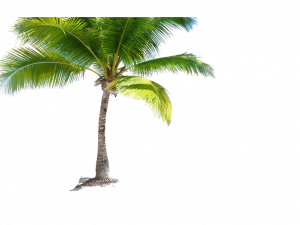 coconut tree, tropical plant, beach foliage, nature decoration, Beach Coconut Tree PNG