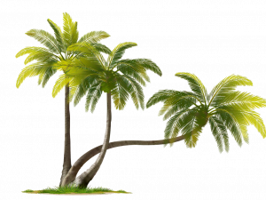 coconut trees, tropical foliage, island scenery, lush greenery, Beach Coconut Tree PNG