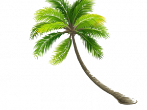 coconut tree, tropical plant, foliage, nature illustration, Beach Coconut Tree PNG