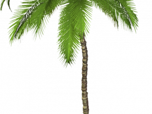 coconut tree, tropical plant, green foliage, exotic vegetation, Beach Coconut Tree PNG