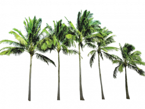 coconut trees, tropical foliage, landscape greenery, nature scenery, Beach Coconut Tree PNG