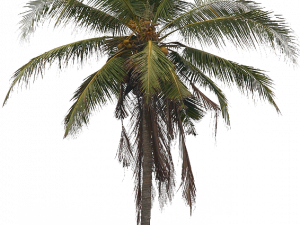 coconut tree, tropical plants png, greenery, exotic foliage