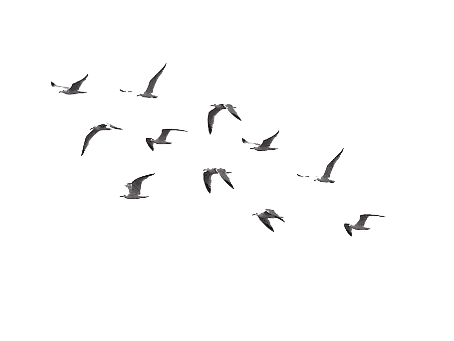 Free Png Download Birds Png Images Background Png Images - Bird Flying Gif  PNG Transparent With Clear Background ID 172067