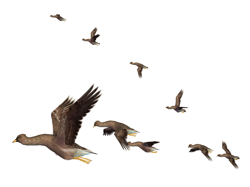 Flock Of Flying Bird Png File Png All Png All
