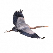 Terbang Heron PNG