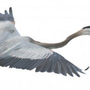 Terbang heron png clipart