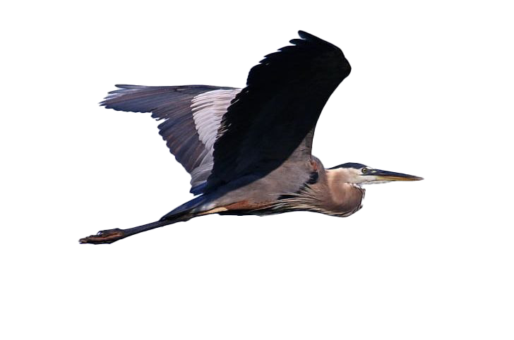 Flying Heron PNG Free Download - PNG All | PNG All
