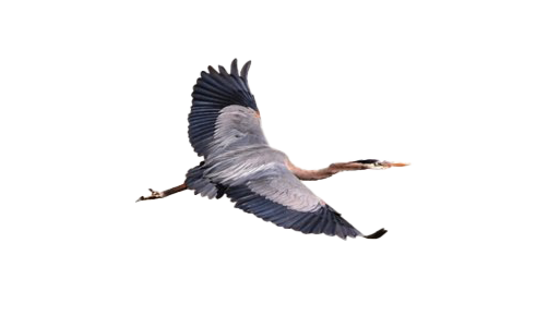 Heron PNG Transparent Images - PNG All