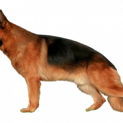 Alman Çoban Köpeği