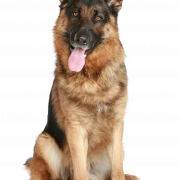 Jerman Shepherd Dog Png Download Image