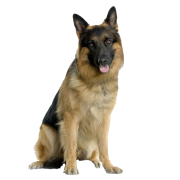 German Shepherd Puppy PNG Clipart | PNG All